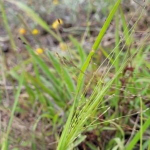 Panicum effusum at Franklin Grassland (FRA_5) - 9 Jan 2024