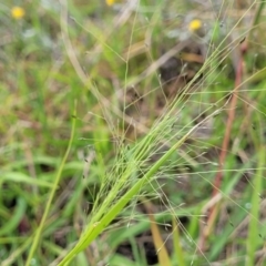 Panicum effusum at Franklin Grassland (FRA_5) - 9 Jan 2024 11:01 AM