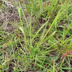 Panicum effusum at Franklin Grassland (FRA_5) - 9 Jan 2024