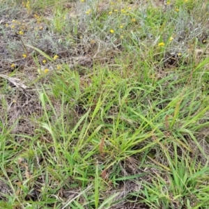 Panicum effusum at Franklin Grassland (FRA_5) - 9 Jan 2024