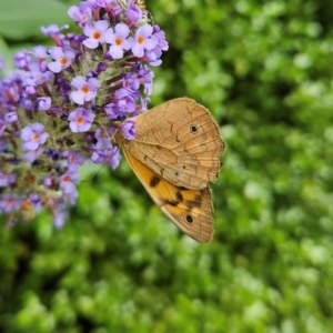 Heteronympha merope at QPRC LGA - 9 Jan 2024