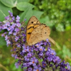 Heteronympha merope at QPRC LGA - 9 Jan 2024