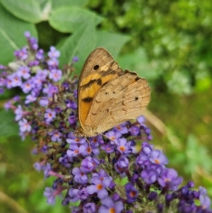 Heteronympha merope at QPRC LGA - 9 Jan 2024 12:00 PM