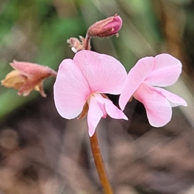 Grona varians (Slender Tick-Trefoil) at Franklin Grassland (FRA_5) - 8 Jan 2024 by trevorpreston