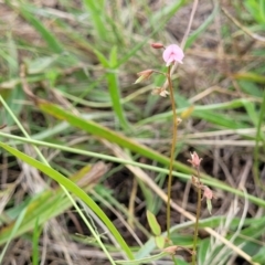 Grona varians at Franklin Grassland (FRA_5) - 9 Jan 2024 10:59 AM