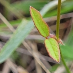 Grona varians at Franklin Grassland (FRA_5) - 9 Jan 2024 10:59 AM