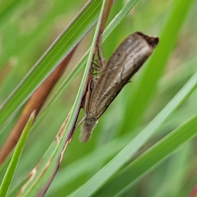 Culladia cuneiferellus (Crambinae moth) at Franklin Grassland (FRA_5) - 8 Jan 2024 by trevorpreston