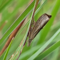 Culladia cuneiferellus at Franklin Grassland (FRA_5) - 9 Jan 2024