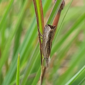 Culladia cuneiferellus at Franklin Grassland (FRA_5) - 9 Jan 2024