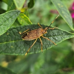 Poecilometis patruelis (Gum Tree Shield Bug) at QPRC LGA - 9 Jan 2024 by MatthewFrawley