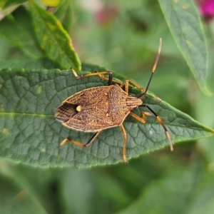 Poecilometis patruelis at QPRC LGA - 9 Jan 2024