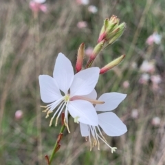 Oenothera lindheimeri (Clockweed) at O'Connor Ridge to Gungahlin Grasslands - 8 Jan 2024 by trevorpreston