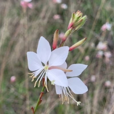 Oenothera lindheimeri (Clockweed) at O'Connor Ridge to Gungahlin Grasslands - 8 Jan 2024 by trevorpreston