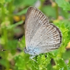 Zizina otis (Common Grass-Blue) at Sullivans Creek, Lyneham South - 9 Jan 2024 by trevorpreston