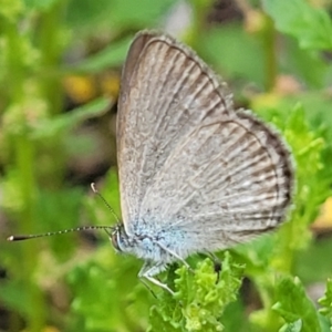 Zizina otis at Sullivans Creek, Lyneham South - 9 Jan 2024