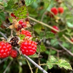 Rubus parvifolius (Native Raspberry) at Wandiyali-Environa Conservation Area - 8 Jan 2024 by Wandiyali