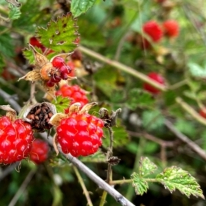 Rubus parvifolius at QPRC LGA - 9 Jan 2024