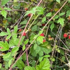 Rubus parvifolius at QPRC LGA - suppressed