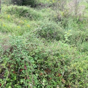 Rubus parvifolius at QPRC LGA - 9 Jan 2024