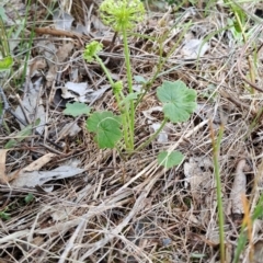 Hydrocotyle laxiflora (Stinking Pennywort) at Wanniassa Hill - 9 Jan 2024 by LPadg