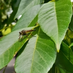 Unidentified Robber fly (Asilidae) at Acton, ACT - 9 Jan 2024 by VanceLawrence