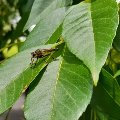 Unidentified Robber fly (Asilidae) at Acton, ACT - 9 Jan 2024 by VanceLawrence