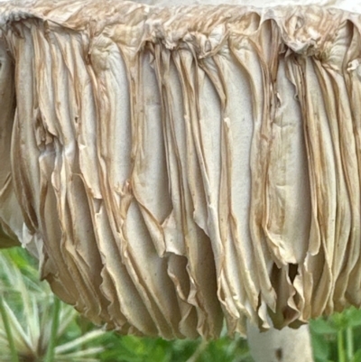 Macrolepiota dolichaula (Macrolepiota dolichaula) at Yarralumla, ACT - 9 Jan 2024 by lbradley