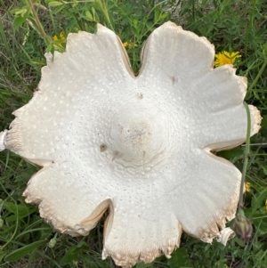 Macrolepiota dolichaula at Yarralumla, ACT - 9 Jan 2024 02:12 PM