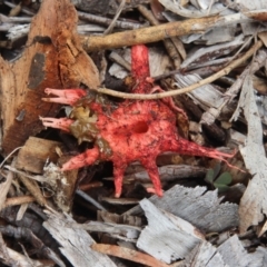 Aseroe rubra (Anemone Stinkhorn) at Hall, ACT - 9 Jan 2024 by Anna123