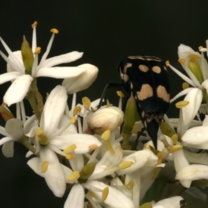 Hoshihananomia leucosticta at Mount Ainslie - 8 Jan 2024