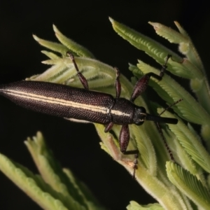 Rhinotia suturalis at Mount Ainslie - 8 Jan 2024