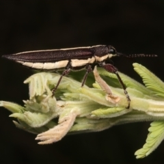 Rhinotia suturalis at Mount Ainslie - 8 Jan 2024