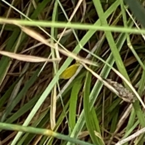 Eurema smilax at Curtin, ACT - 9 Jan 2024