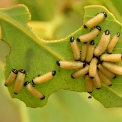 Paropsisterna cloelia (Eucalyptus variegated beetle) at Strathnairn, ACT - 9 Jan 2024 by Thurstan