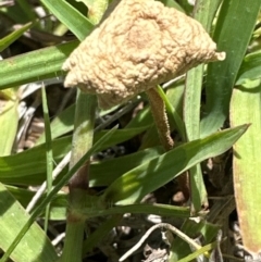 Unidentified Cap on a stem; gills below cap [mushrooms or mushroom-like] at Aranda Bushland - 9 Jan 2024 by lbradley