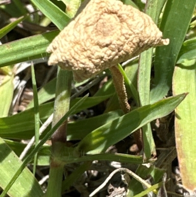 Unidentified Cap on a stem; gills below cap [mushrooms or mushroom-like] at Yarralumla, ACT - 9 Jan 2024 by lbradley