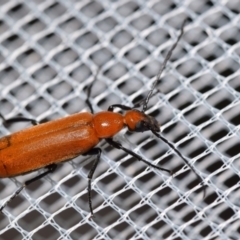 Zonitis sp. (genus) (Oil beetle) at QPRC LGA - 8 Jan 2024 by DianneClarke
