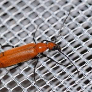 Zonitis sp. (genus) at QPRC LGA - 8 Jan 2024