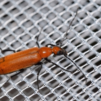 Zonitis sp. (genus) (Oil beetle) at QPRC LGA - 8 Jan 2024 by DianneClarke