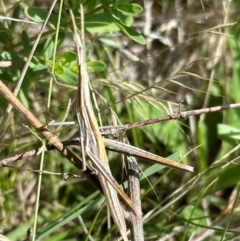 Acrida conica at Yarralumla, ACT - 9 Jan 2024