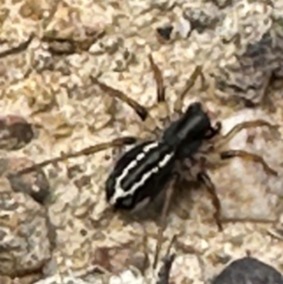Zodariidae (family) (Unidentified Ant spider or Spotted ground spider) at Aranda Bushland - 9 Jan 2024 by lbradley