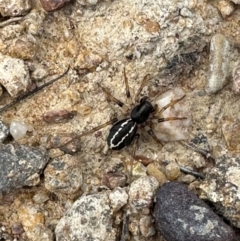 Zodariidae (family) at Yarralumla, ACT - 9 Jan 2024 02:48 PM