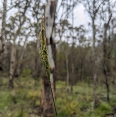 Deyeuxia quadriseta (Reed Bent) at Tharwa, ACT - 1 Jan 2024 by MattM