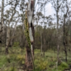 Deyeuxia quadriseta (Reed Bent) at Namadgi National Park - 1 Jan 2024 by MattM