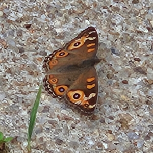 Junonia villida at QPRC LGA - 9 Jan 2024