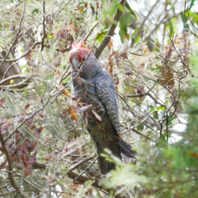 Callocephalon fimbriatum (Gang-gang Cockatoo) at Captains Flat, NSW - 7 Jan 2024 by MB