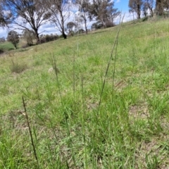 Sporobolus creber at Fraser, ACT - 9 Jan 2024