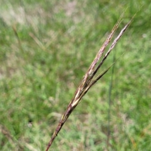 Bothriochloa macra at Fraser, ACT - 9 Jan 2024