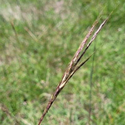 Bothriochloa macra (Red Grass, Red-leg Grass) at Fraser, ACT - 9 Jan 2024 by trevorpreston