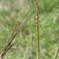 Bothriochloa macra at Fraser, ACT - 9 Jan 2024